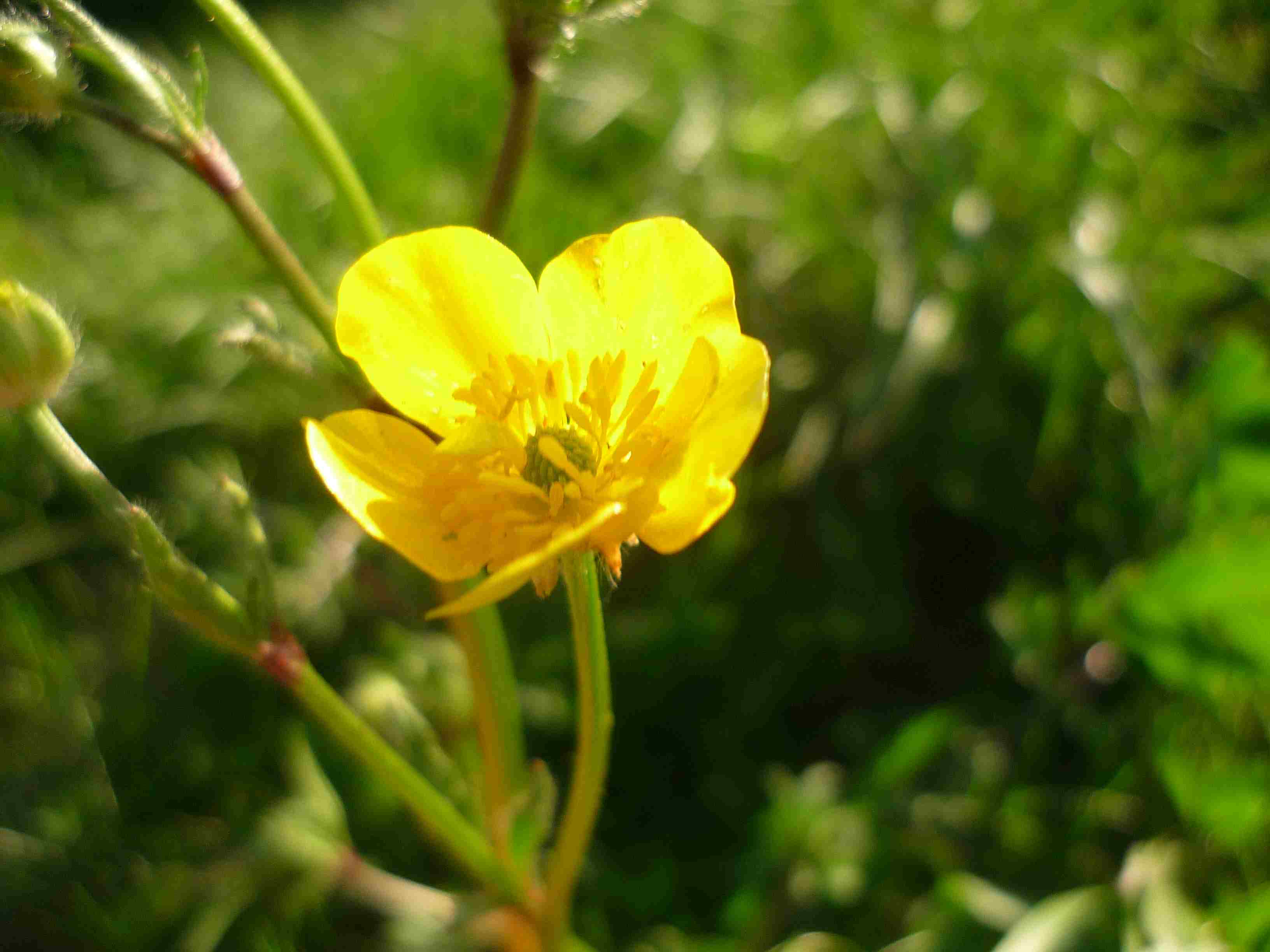pianta da ID - Ranunculus sp.